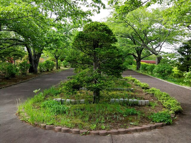 ���T�C�h�ɍ��̖؂�����܂��B_��{����