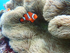 Reeftour HONEY̎ʐ^2