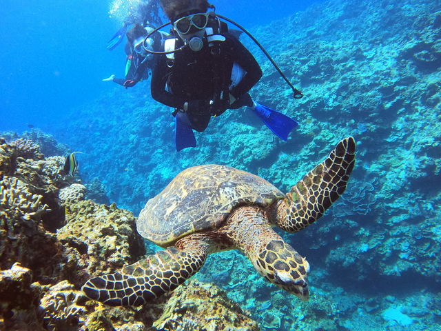 �E�~�K��@�c�Ǌԏ���_DIVE IN CHATAN