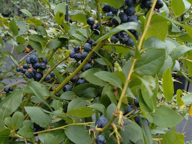 �����Ɏ���u���[�x���[_Blueberry HILLS ����