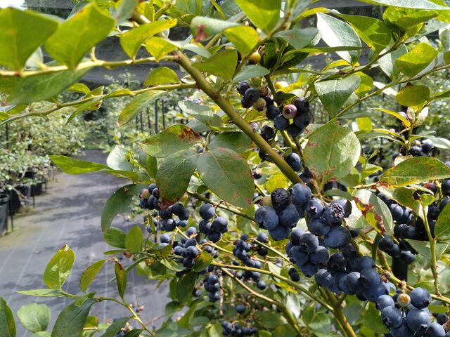 ��������̎�ނɐ�Â�_Blueberry HILLS ����