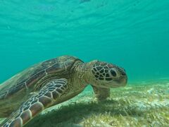 qwenico {Óւ̓eʐ^1