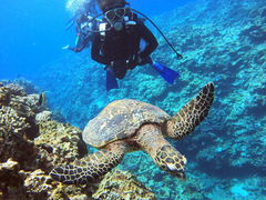 GABADIVE IN CHATANւ̓eʐ^1