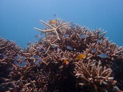 vۂ̏SҐXNEOMARINEΊ_ւ̓eʐ^1