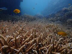 vۂ̏SҐXNEOMARINEΊ_ւ̓eʐ^2