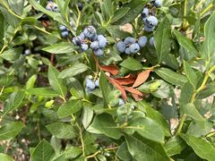 ��イ������̖L���Ȏ���_�� �u���[�x���[lov.�ւ̓��e�ʐ^1