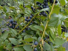 GCTBlueberry HILLS ւ̓eʐ^1