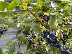 GCTBlueberry HILLS ւ̓eʐ^2