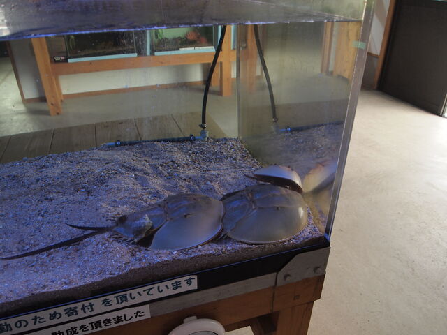 BꐶȂłB_ɖpJugKj̊