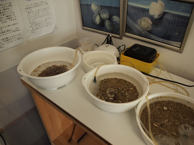 ܂̗WĂ܂B_ɖpJugKj̊