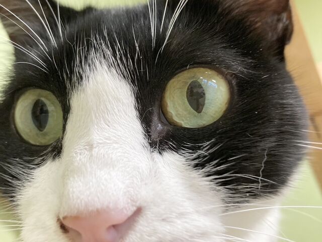 �˂�_���e�T���̔L�J�t�F �ɂ�񂸂͂���