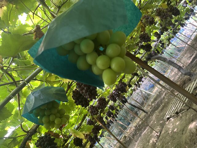 �����ڂ͂ƂĂ��悢�ł����A�Â��Ȃ��ł���I_�����_��(�����s�ό��Ԃǂ��Z���^�[�����x��)