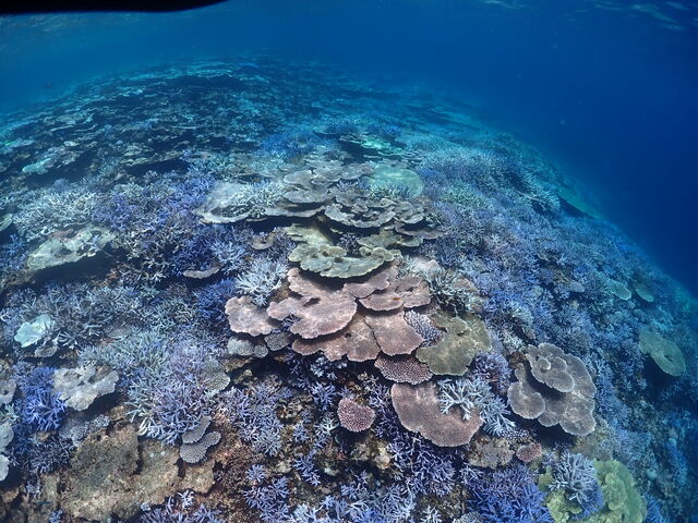 �ō��̎X��ʁI_���d�����}�����n�[�g�{�Ó�