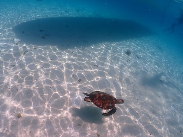 �E�~�K���Ƃ̂Ƃ��Ă��f�G�Ȏʐ^���B���Ă��炢�܂����I_���d�����}�����n�[�g�{�Ó�