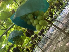 ݂̉_(sόԂǂZ^[x)ւ̓eʐ^1