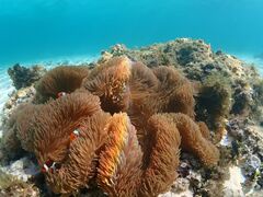 blue̋{blue܂ق΂ւ̓eʐ^3