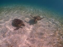 blue̋{blue܂ق΂ւ̓eʐ^4