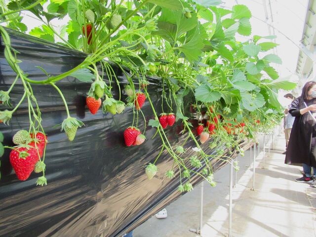 �I�Ԃ̒ʘH�͏��X���܂�_�܌j�r���������