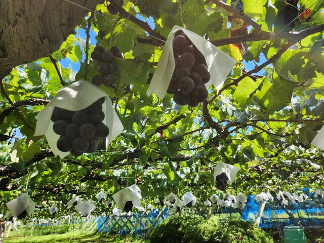 �Ԃǂ����P_������