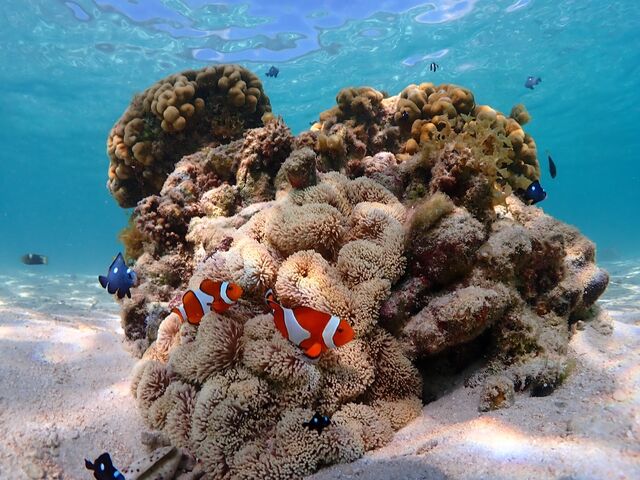 �q�ǂ������������ɑ勻��_�{��blue�܂ق��