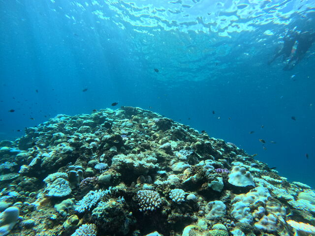 �������C�̒�_CHILL DIVE