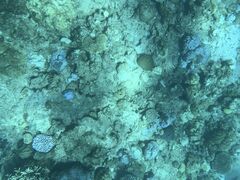 䂳̌cǊ(P})C攼cA[X@OPGւ̓eʐ^1