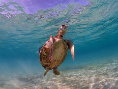 a̋{blue܂ق΂ւ̓eʐ^1