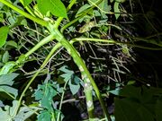 ���傤�����NPO�v�ē��z�^���̉�̓��e�ʐ^1