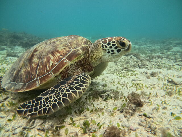 �A�I�E�~�K�����߂��Ō��邱�Ƃ��ł��܂����B_OCEANZ - �I�[�V�����Y