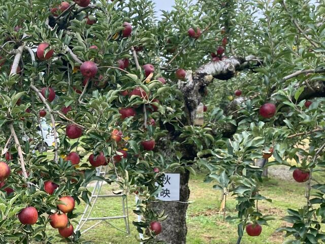 �Z���g�F���Y��ȁu�H�f�v_�����_��