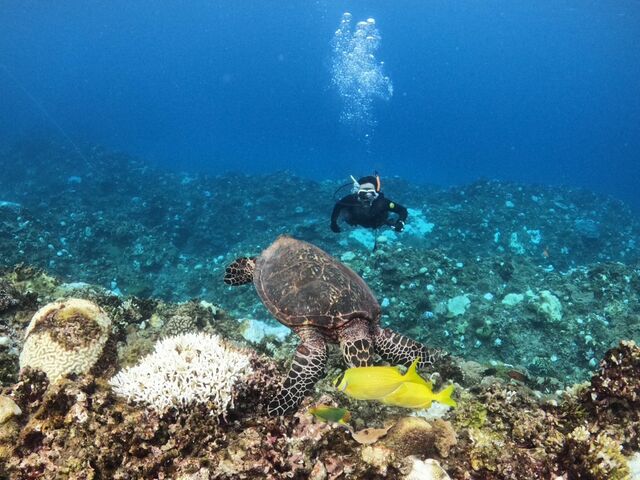 �E�~�K���ł��B_Y'S DIVE OKINAWA