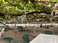 񂳂̊ό@Ôւ̓eʐ^1