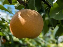 ���[��񂳂�̔����Ίό��_���ւ̓��e�ʐ^1