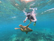 ܂݂̃I[VX^C꓇X̓eʐ^1