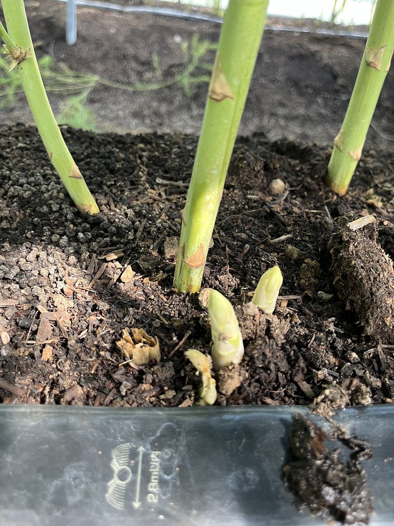 九州のソーセージ・ウィンナー作りランキングTOP9 - じゃらんnet