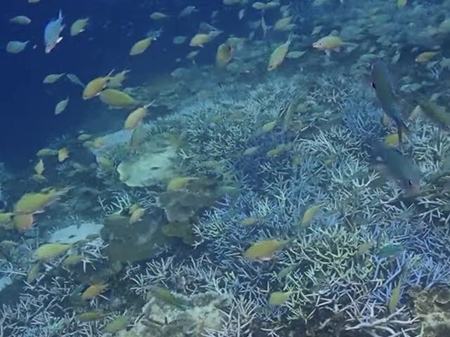 ���d�����͖��̐��E�ł�_���d�����}�����n�[�g�{�Ó�