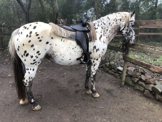 �悹�Ă���Ă��肪�Ƃ��I
���x�̓j���W�������čs����_HORSE BASE