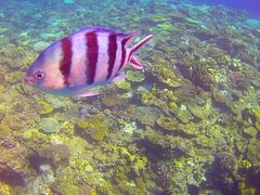 tukkiẽJCU[}Nuւ̓eʐ^4