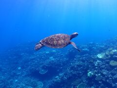 TïɗǕ}cA[ One By Oneւ̓eʐ^1