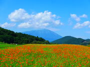 Ђ̌䏊΍Ln所n̓eʐ^5