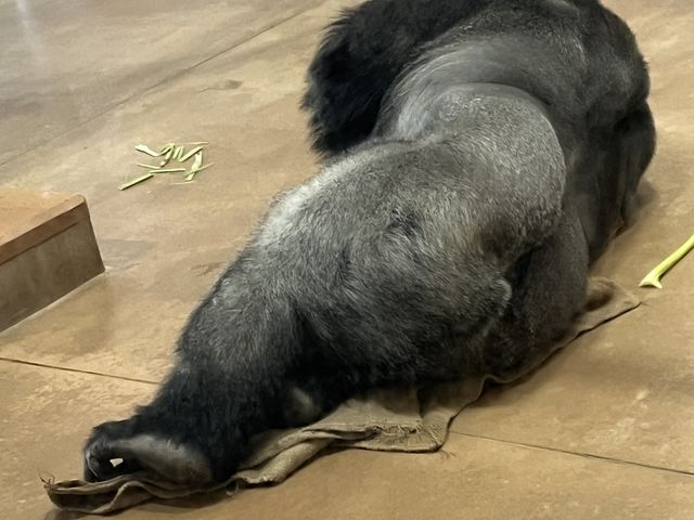 イケメンゴリラ_東山動植物園