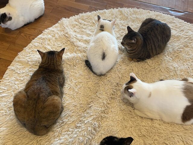 �J�[�y�b�g�̏�ł݂�Ȃʂ��ʂ��B_�ی�L�J�t�F285