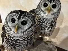 ���[����񂳂�̂ӂ��낤�̂���J�t�F�V�_�ւ̓��e�ʐ^1