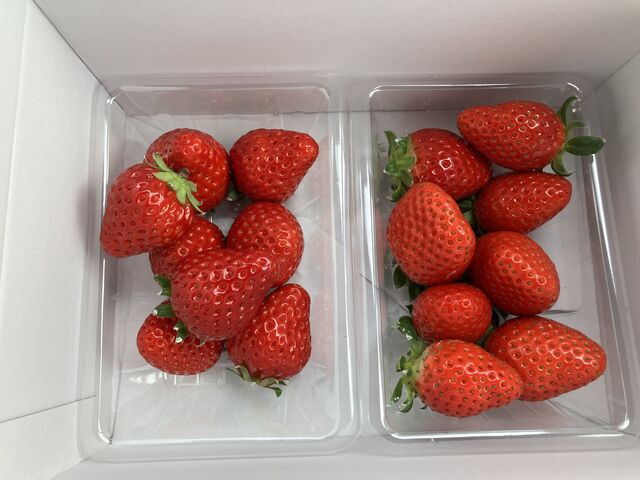 �C�`�S���^���ԂłƂ��Ă��傫���ł�_�����������