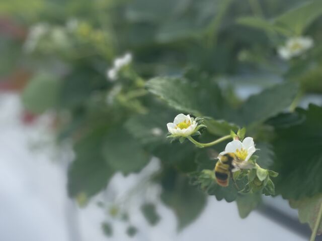 �n�`��������C�ɂ��d�����Ă܂���_FUNDAYFARM