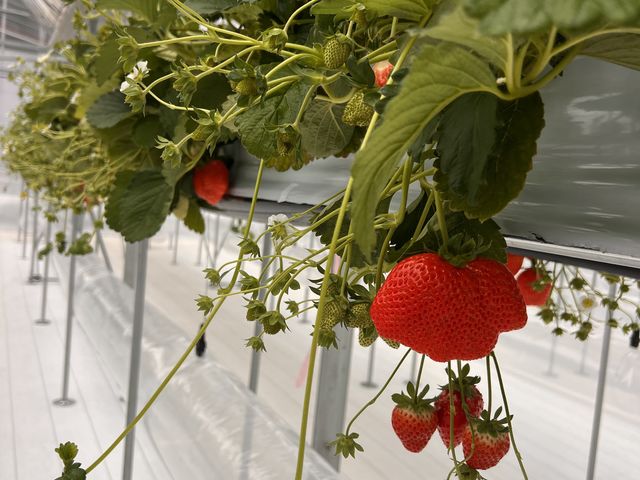 �傫���ĊÂ��I_FUNDAYFARM