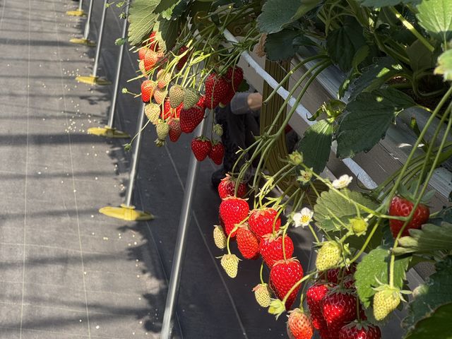 �߂��Ⴍ����L���Đݔ��������ł��B_Berry Happy