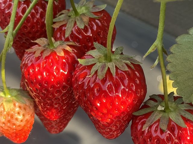 4��ނ���܂�_Berry Happy