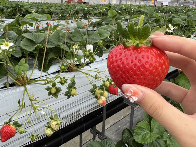 ���̂����������������ł��B_��J�t�@�[��