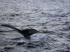 Ђ߂ザサコ̉AChN[ւ̓eʐ^1